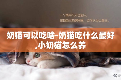 奶貓可以吃啥-奶貓吃什么最好,小奶貓怎么養