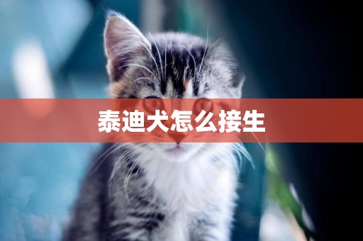 泰迪犬怎么接生