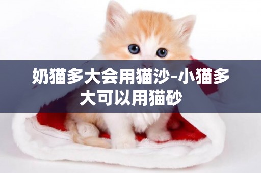 奶貓多大會用貓沙-小貓多大可以用貓砂