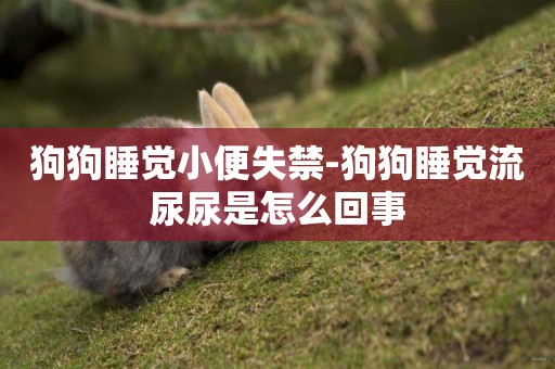 狗狗睡覺小便失禁-狗狗睡覺流尿尿是怎么回事