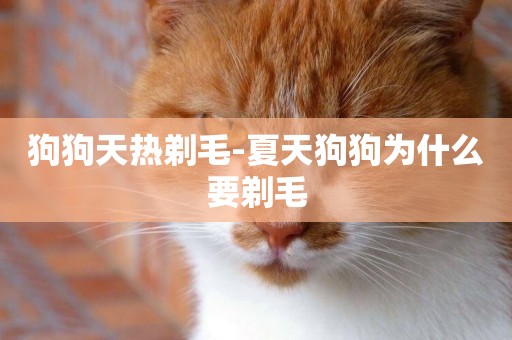 狗狗天熱剃毛-夏天狗狗為什么要剃毛