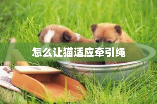 怎么讓貓適應牽引繩