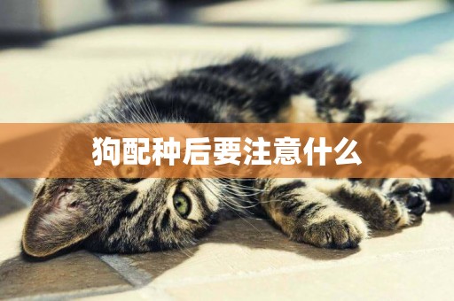 狗配種后要注意什么
