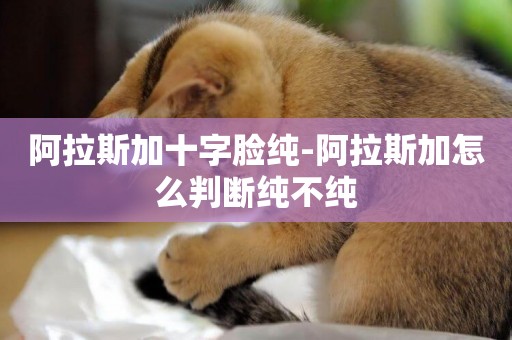 阿拉斯加十字臉純-阿拉斯加怎么判斷純不純