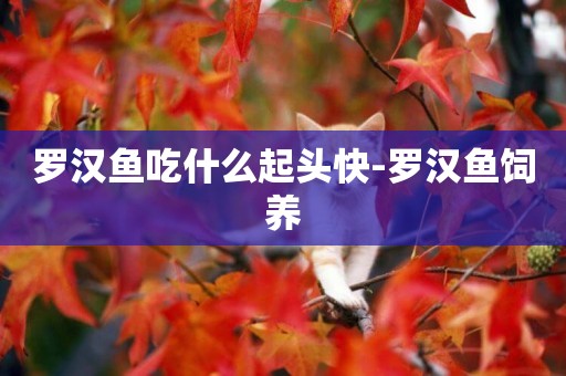 羅漢魚吃什么起頭快-羅漢魚飼養