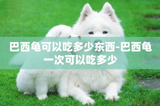 巴西龜可以吃多少東西-巴西龜一次可以吃多少