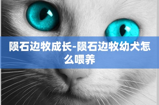 隕石邊牧成長-隕石邊牧幼犬怎么喂養