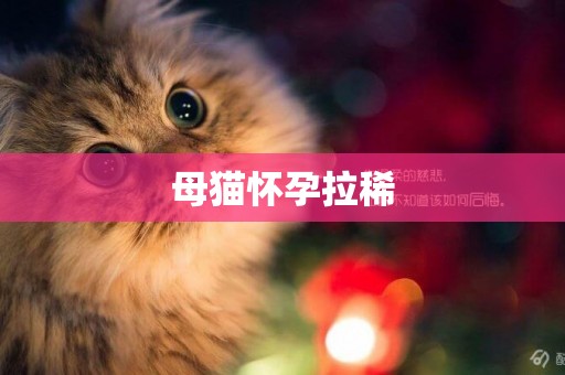 母貓懷孕拉稀