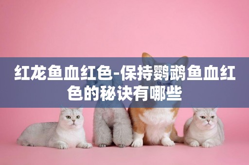 紅龍魚血紅色-保持鸚鵡魚血紅色的秘訣有哪些