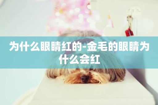 為什么眼睛紅的-金毛的眼睛為什么會紅