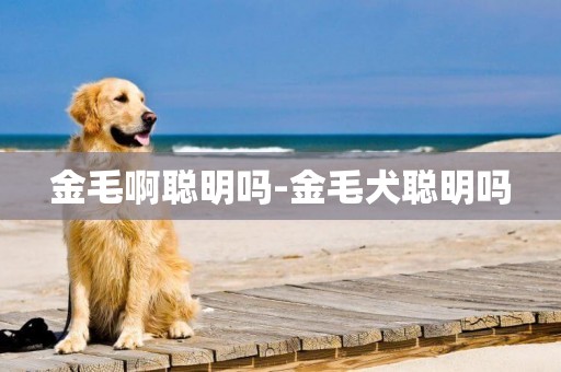金毛啊聰明嗎-金毛犬聰明嗎