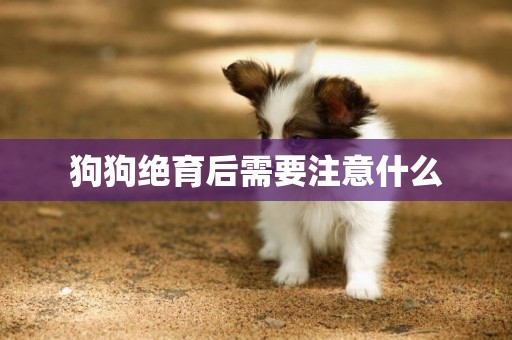 狗狗絕育后需要注意什么