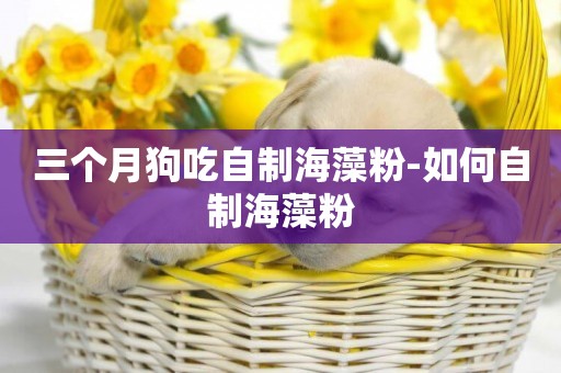 三個月狗吃自制海藻粉-如何自制海藻粉
