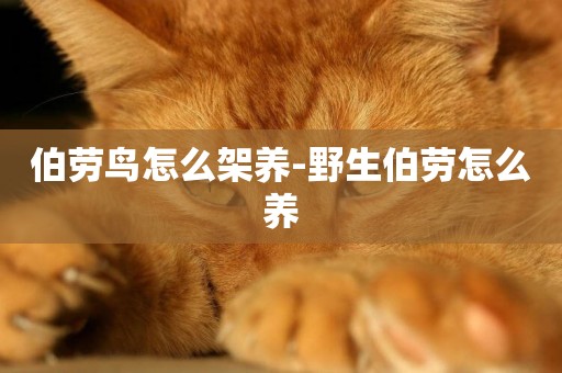 伯勞鳥怎么架養-野生伯勞怎么養