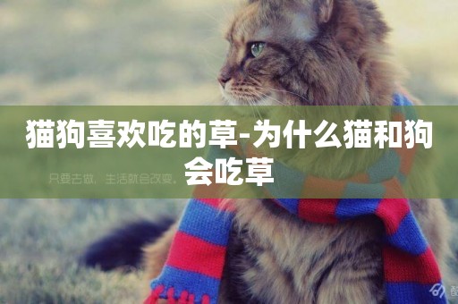 貓狗喜歡吃的草-為什么貓和狗會吃草