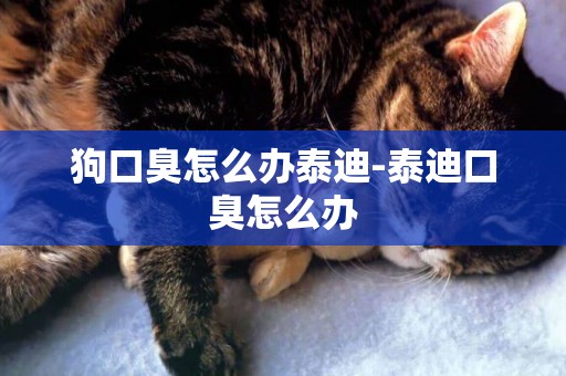 狗口臭怎么辦泰迪-泰迪口臭怎么辦