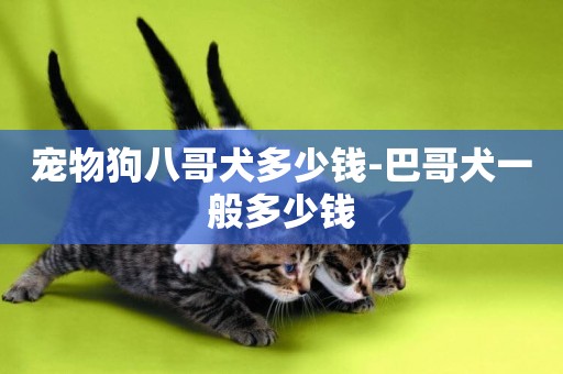 寵物狗八哥犬多少錢-巴哥犬一般多少錢