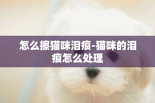 怎么擦貓咪淚痕-貓咪的淚痕怎么處理