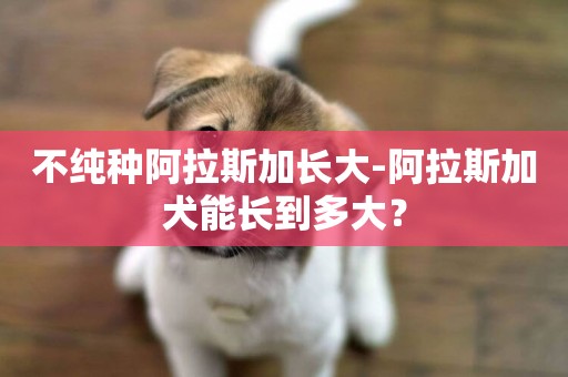 不純種阿拉斯加長大-阿拉斯加犬能長到多大？