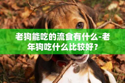 老狗能吃的流食有什么-老年狗吃什么比較好？