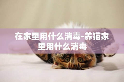 在家里用什么消毒-養貓家里用什么消毒