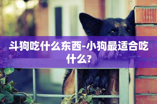 斗狗吃什么東西-小狗最適合吃什么?