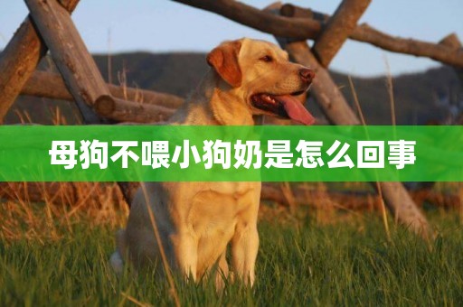 母狗不喂小狗奶是怎么回事