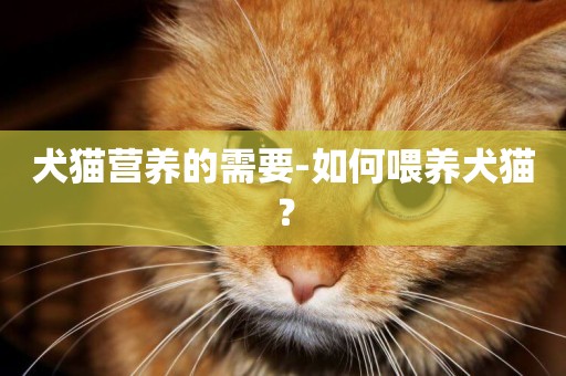 犬貓營養的需要-如何喂養犬貓？