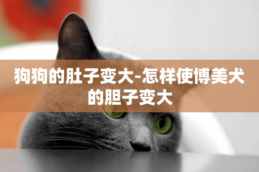 狗狗的肚子變大-怎樣使博美犬的膽子變大