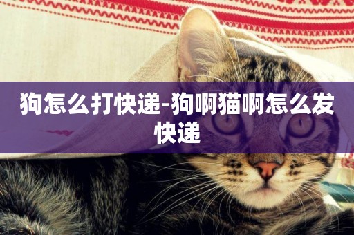 狗怎么打快遞-狗啊貓啊怎么發快遞
