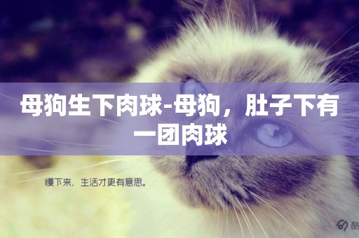 母狗生下肉球-母狗，肚子下有一團肉球