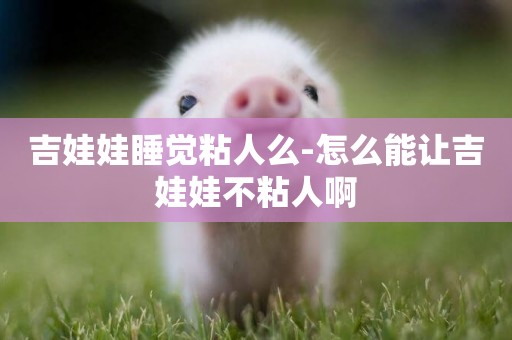 吉娃娃睡覺粘人么-怎么能讓吉娃娃不粘人啊