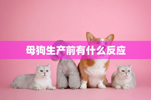 母狗生產前有什么反應