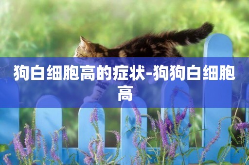 狗白細胞高的癥狀-狗狗白細胞高