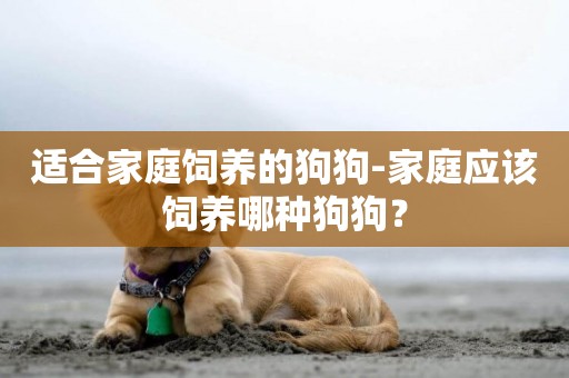 適合家庭飼養的狗狗-家庭應該飼養哪種狗狗？