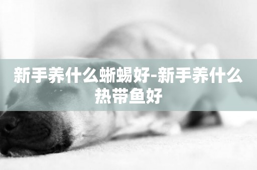 新手養什么蜥蜴好-新手養什么熱帶魚好