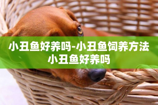 小丑魚好養嗎-小丑魚飼養方法小丑魚好養嗎