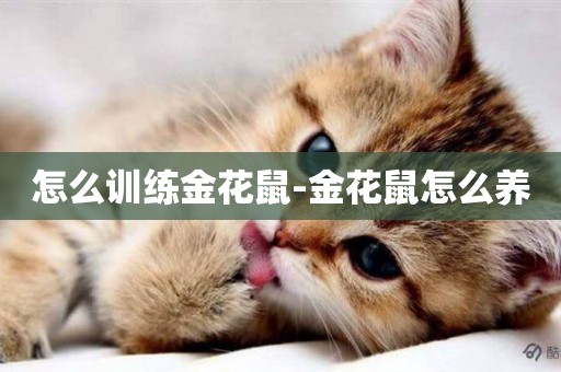怎么訓練金花鼠-金花鼠怎么養