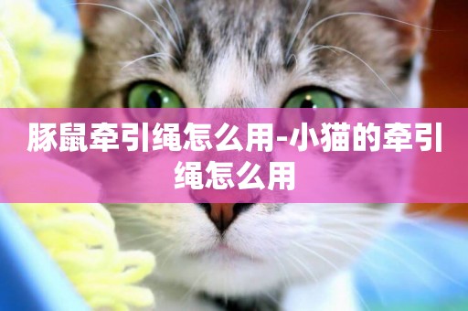 豚鼠牽引繩怎么用-小貓的牽引繩怎么用