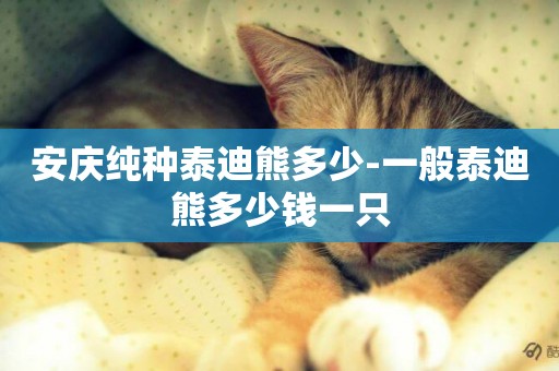 安慶純種泰迪熊多少-一般泰迪熊多少錢一只
