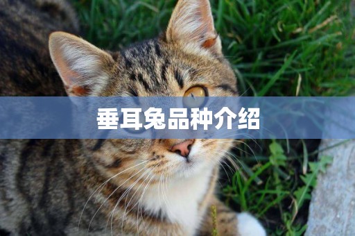 垂耳兔品種介紹