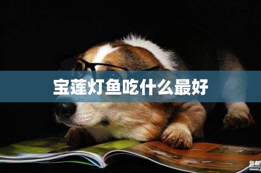寶蓮燈魚吃什么最好
