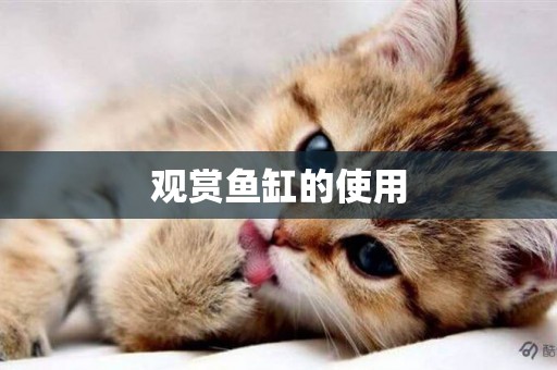 觀賞魚缸的使用