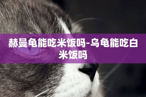 赫曼龜能吃米飯嗎-烏龜能吃白米飯嗎
