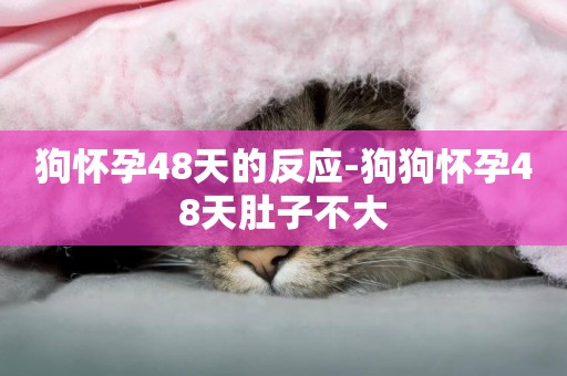 狗懷孕48天的反應-狗狗懷孕48天肚子不大