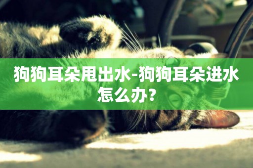 狗狗耳朵甩出水-狗狗耳朵進水怎么辦？