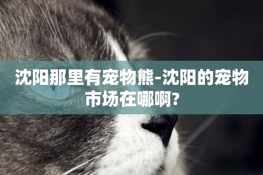 沈陽那里有寵物熊-沈陽的寵物市場在哪啊?