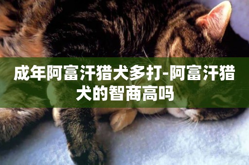 成年阿富汗獵犬多打-阿富汗獵犬的智商高嗎