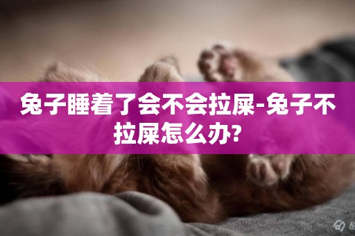 兔子睡著了會不會拉屎-兔子不拉屎怎么辦?