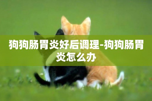 狗狗腸胃炎好后調理-狗狗腸胃炎怎么辦